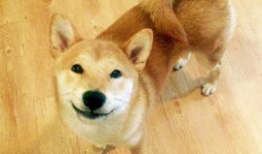 人和狗做爱视频,揭秘真实情感交织的禁忌世界